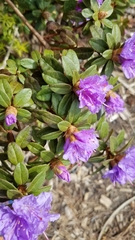 Rhododendron × hybridum