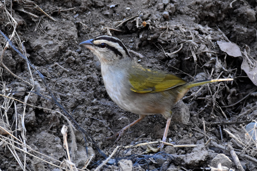 Pacific Olive Sparrow (Subspecies Arremonops rufivirgatus superciliosus