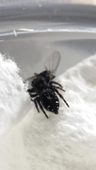 Phidippus borealis
