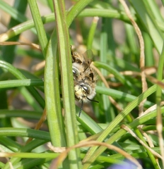 Anthophora crinipes