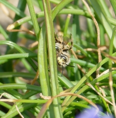 Anthophora crinipes