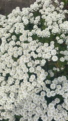 Iberis sempervirens