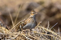 Alauda arvensis pekinensis