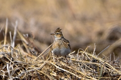 Alauda arvensis pekinensis