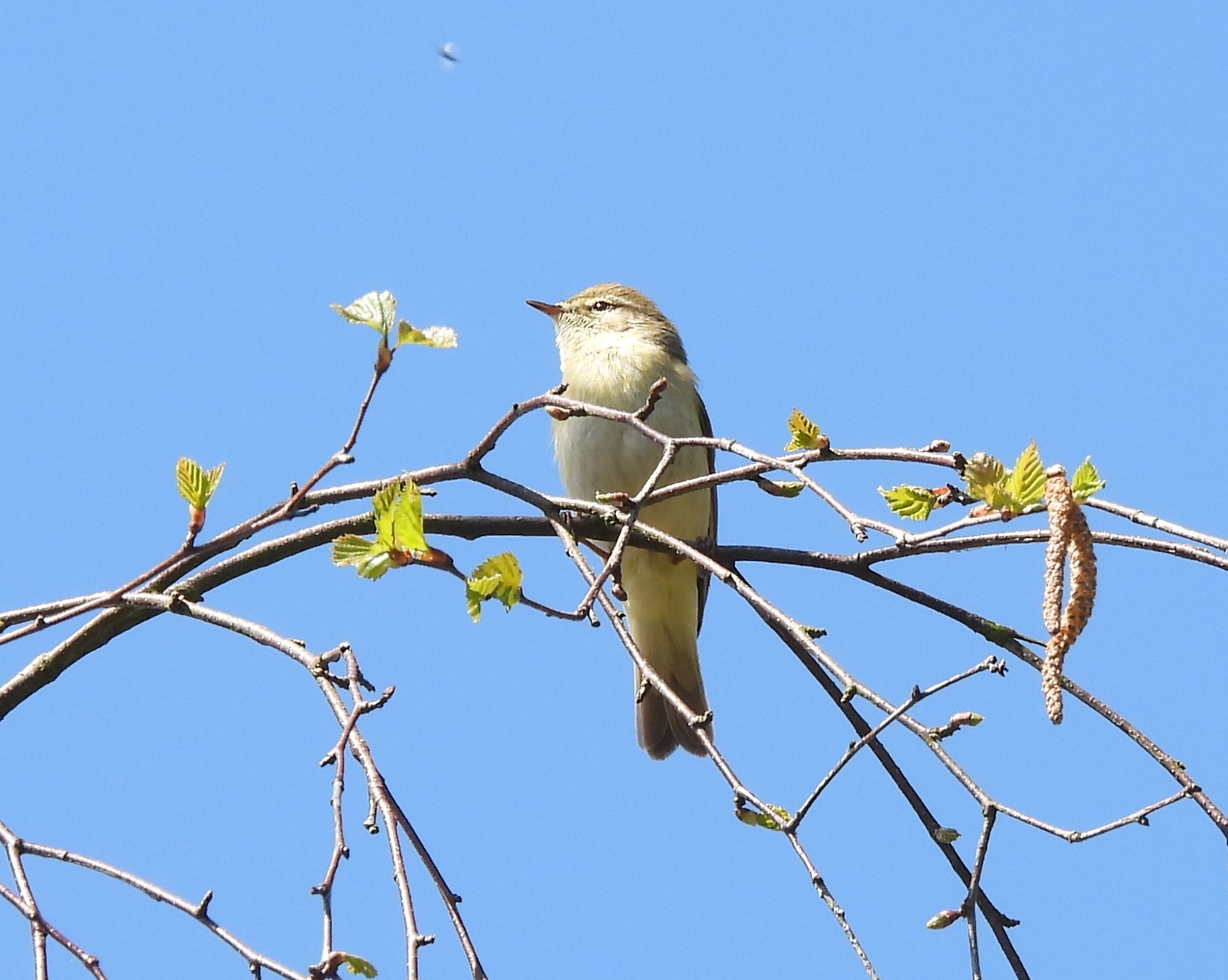 Willow Warbler