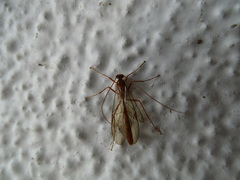 Ophion scutellaris-group