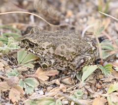 Strauchbufo raddei