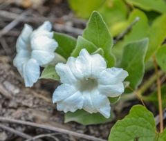 Ruellia leucantha