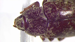 Mycterus