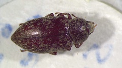 Mycterus