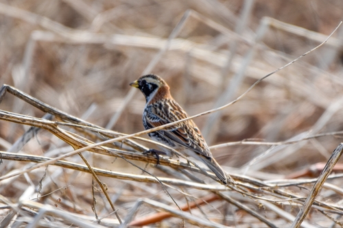 Lapland Longspur