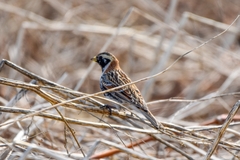 Calcarius lapponicus coloratus