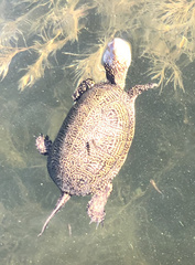 Emys orbicularis hellenica