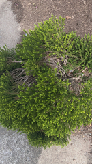 Magnoliopsida