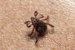 Rhipicephalus turanicus