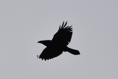 Corvus corax kamtschaticus