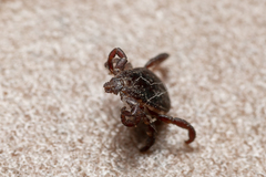 Rhipicephalus turanicus