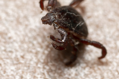 Rhipicephalus turanicus