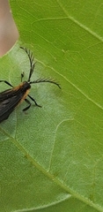 Leptoceletes basalis