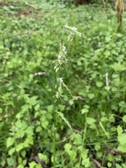 Pleuropogon refractus