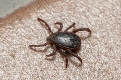 Rhipicephalus turanicus