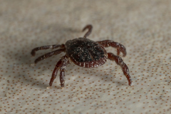 Rhipicephalus turanicus