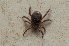 Rhipicephalus turanicus