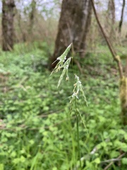 Pleuropogon refractus