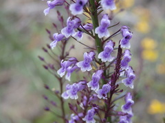 Anarrhinum longipedicellatum