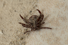 Rhipicephalus turanicus