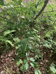 Forestiera ligustrina