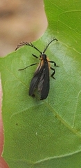 Leptoceletes basalis