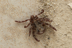 Rhipicephalus turanicus