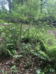 Forestiera ligustrina