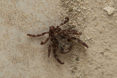 Rhipicephalus turanicus