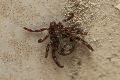 Rhipicephalus turanicus