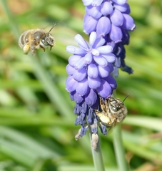 Anthophora crinipes