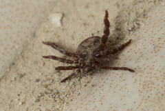 Rhipicephalus turanicus