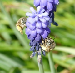 Anthophora crinipes