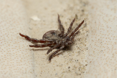 Rhipicephalus turanicus