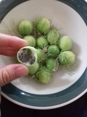 Passiflora pentaschista