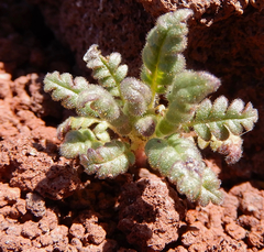 Phacelia serrata