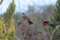 Turdus rufopalliatus