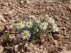 Erigeron concinnus