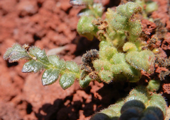Phacelia serrata