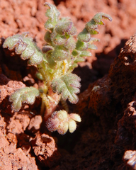 Phacelia serrata