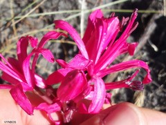 Brunsvigia marginata