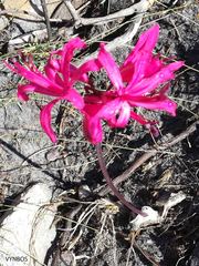 Brunsvigia marginata