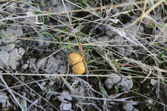 Agrocybe pediades (Agrocybe pediades)