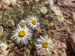 Erigeron concinnus